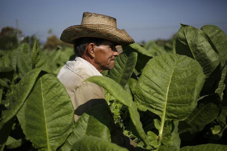 Cigar Tobacco Growing