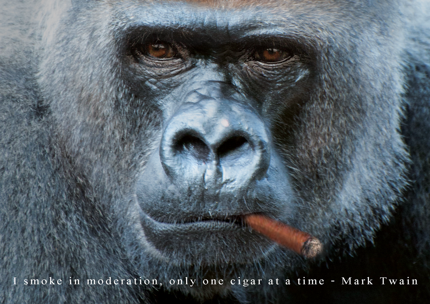 Gorilla Mark Twain Quote Cigar Card